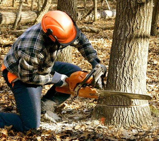 Tree Removal in Tamassee, SC